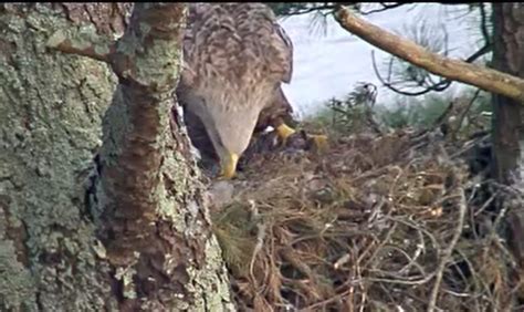 White Tailed Sea Eagle Chick Born In Glengarriff In Latest Success For Npws Reintroduction