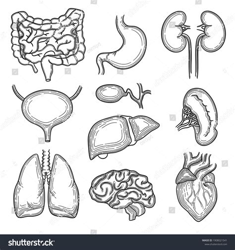 13957 Human Organs Sketch Images Stock Photos And Vectors Shutterstock