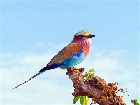 Bird Watching In Kenya Kenya Travel Tips
