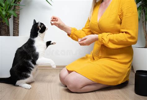 Female Pet Owner Kneeling On The Floor Feeding Hungry Cat Snacks Stock