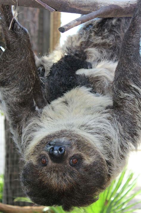 Baby Two Toed Sloth Born At Texas Zoo