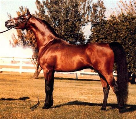 Photo Bask Clasix 181915 Bask X Comets Trystar By Flis 1978