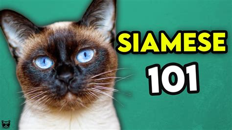 Siamese Cat 101 Learn Everything About Them