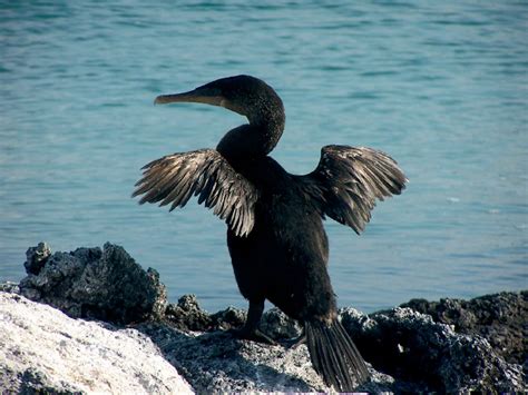 12 Intriguing Galapagos Birds To Spot On Your Vacation Celebrity Cruises
