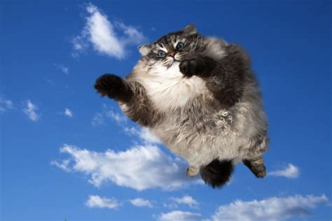 Co to jest syndrom latającego kota i jakie zagrożenia za sobą niesie Koty pl