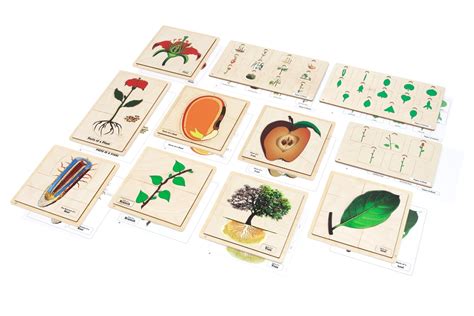 Montessori Materials Lower Elementary Classified Botany Nomenclature