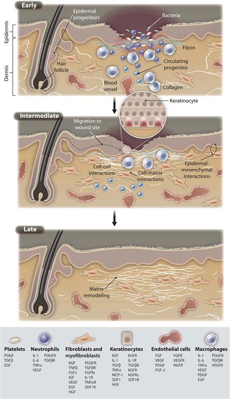 Wound Repair And Regeneration Mechanisms Signaling And Translation