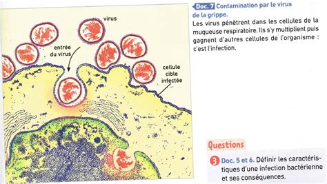 Activité Étudier quelques exemples de micro organismes pathogènes SVT collège Condorcet