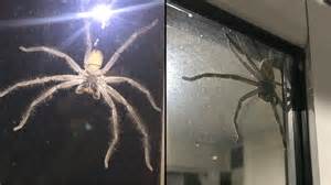 This Huntsman Spider Is So Huge It Will Give You Nightmares For A Week
