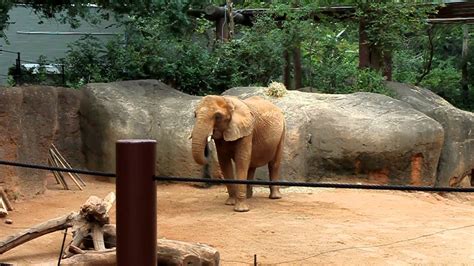 African Elephants At The Atlanta Zoo Part 1 Eating And Coming Very