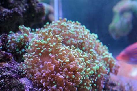 Frogspawn Coral Should You Add A Frag To Your Tank