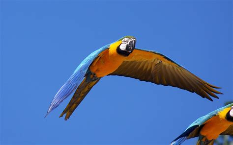 Flying Parrot Tropical Bird Desktop Wallpaper Hd