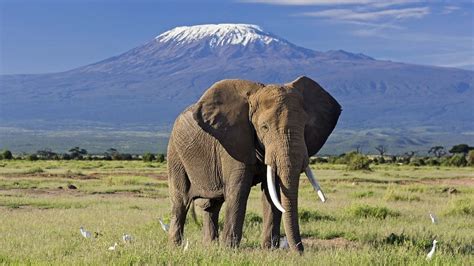 Národní Park Amboseli Safari A Dovolená V Keni