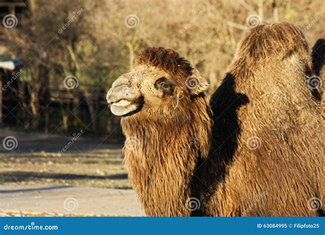 Bactrianus Del Camelus Imagen De Archivo Imagen De Camello 63084995