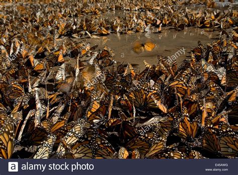 Monarch Butterflies Danaus Plexippus Gathered To Drink Overwintering