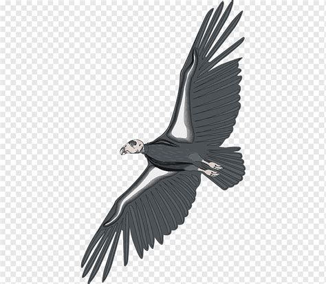 Chil The Jungle Book Tc Fauna Bird Feather Png Pngwing