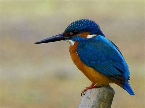 Common Blue Kingfisher India Travel Forum