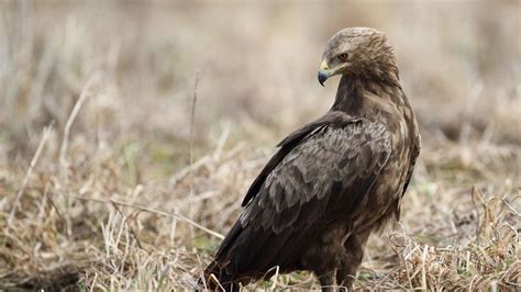 Lesser Spotted Eagle The Ultimate Guide Operation Migration