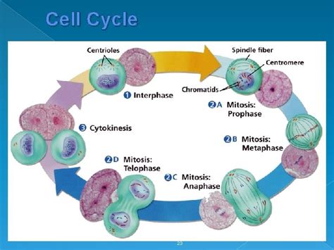Cell Cycle And Mitosis Cell Division Asexual Reproduction