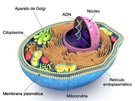 マーガレットミッチェル インデックス 湿度 Nucleo Citoplasma Y Membrana Plasmatica Son Las