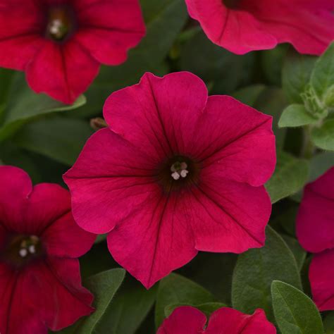 Petunia Wave Carmine Velour F1 This Newest Color Of The Popular Wave