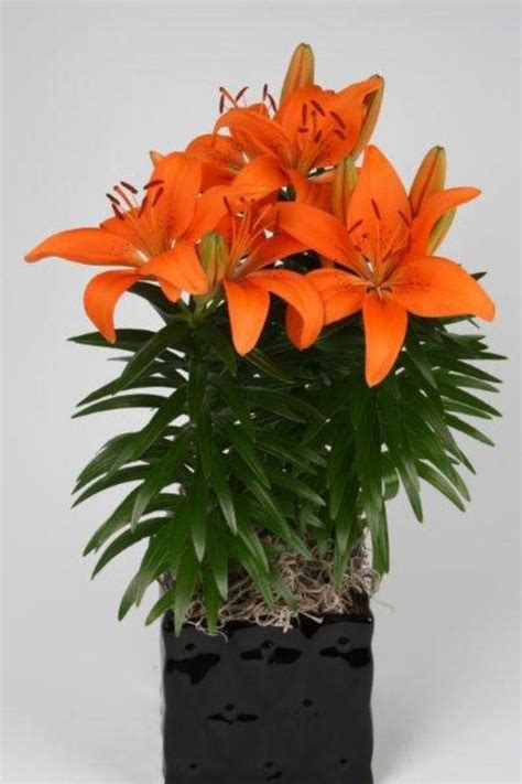 Lily Asiatic 2plant International