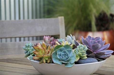 How To Plant Succulents Outdoors In Containers Outdoor Lighting Ideas