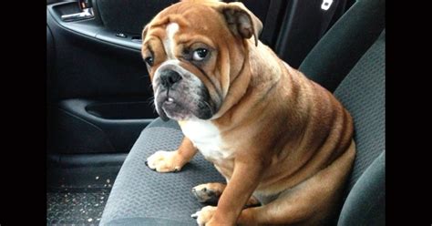 10 Funny Dogs Demonstrating That They Are Very Angry at Their Owners ...