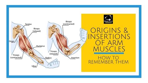 muscle insertion points