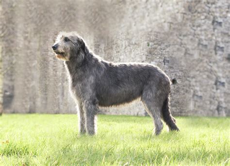 Ирландский волкодав - фото собаки, описание характера ...