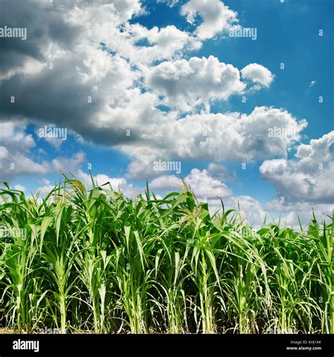 Dark Clouds Over Green Field With Maize Stock Photo Alamy