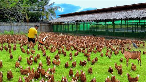 Free Range Chicken Farmingepisode 62│feeding Hundreds Chickens Farm
