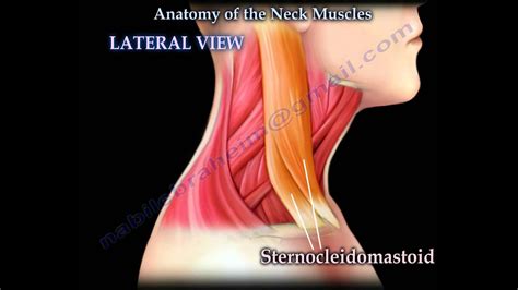 Muscle Anatomy Of The Neck Everything You Need To Know Dr Nabil