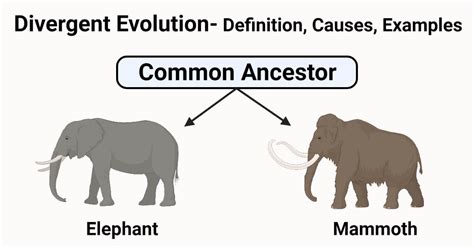 Divergent Evolution Definition Causes Examples