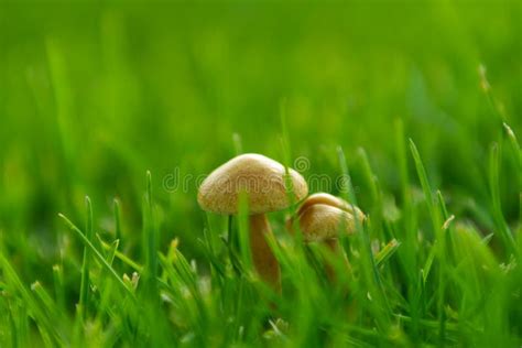 Small Mushroom In Grass Stock Photo Image Of Edible 21606798