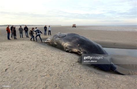 A Group Of People Standing Next To A Dead Sperm Whale Washed Ashore