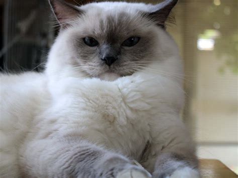 White Ragdoll Cat Biological Science Picture Directory