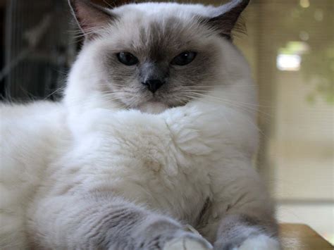 Ragdolls are known for their exceptionally friendly temperaments. Ragdoll Cat Personality, Characteristics and Pictures ...