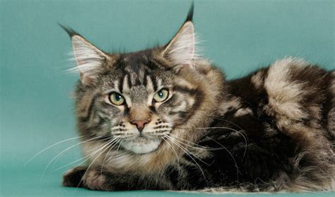 It has a distinctive physical appearance and valuable hunting skills. What Price Should I Be Paying For My Maine Coon? - Maine ...