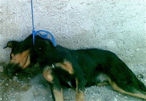 سگ کشی این بار در بومهن تصاویر تسنیم