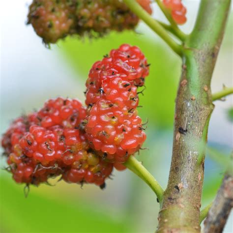 Red Mulberry Tree - Green Thumbs Garden