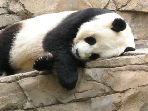 I Love Pandas Take A Nap Dada Panda Bear Bears Panda Pandas Bear