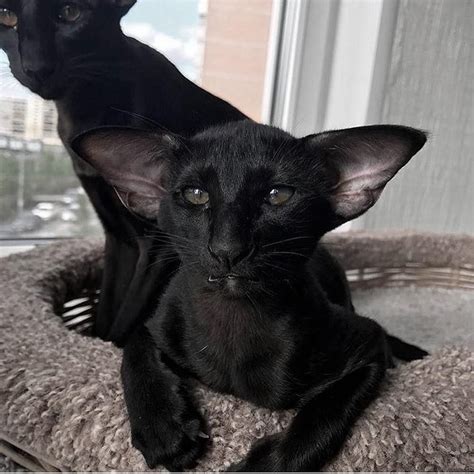 Adorable Cat With Unique Bat Wing Ears