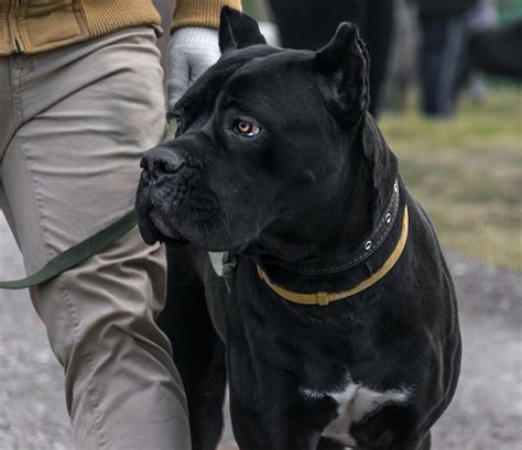 9 Reasons You Should Cuddle Your Cane Corso More Often Sonderlives
