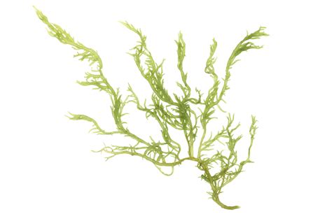 Seaweed Definition And Meaning Collins English Dictionary