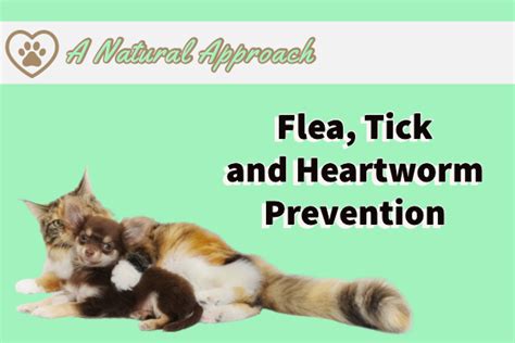 What Is The Best Heartworm Flea And Tick Prevention For Dogs