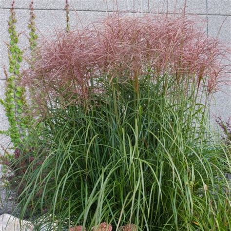 Shop Large Perennials Like Red Silver Maiden Grass Miscanthus Sinensis Rotsilber From