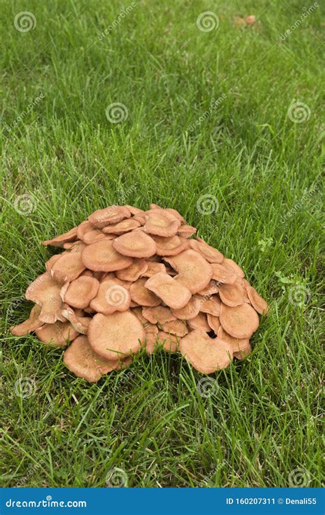 A Cluster Of Mushrooms In Lawn Stock Image Image Of Mushroom Moist