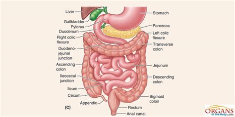 Small Intestine Function Location Parts Diseases And Facts