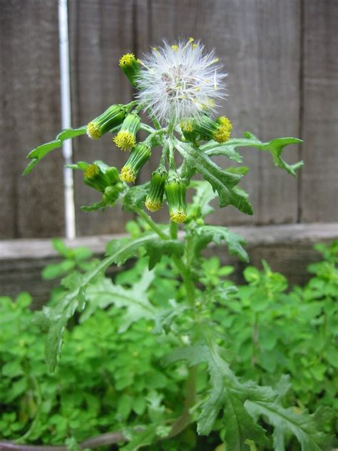 If the cactus is turning yellow or brown, it is getting too much sunlight and you. File:Common Groundsel-first fruits.jpg - Wikimedia Commons